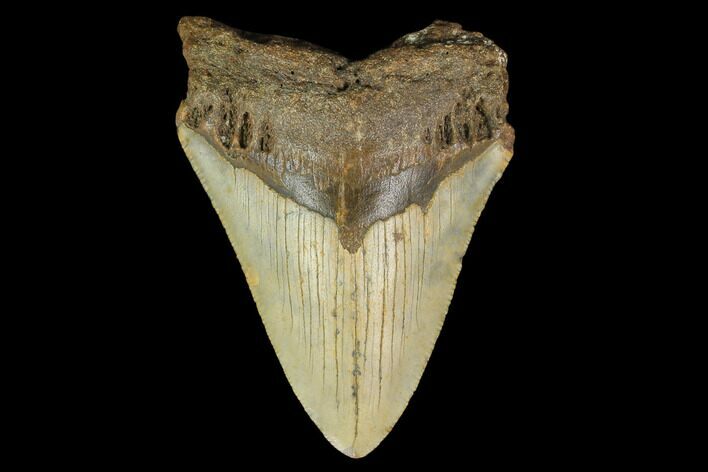 Bargain, Fossil Megalodon Tooth - North Carolina #131598